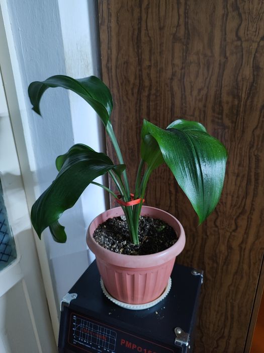 Продам домашние цветы