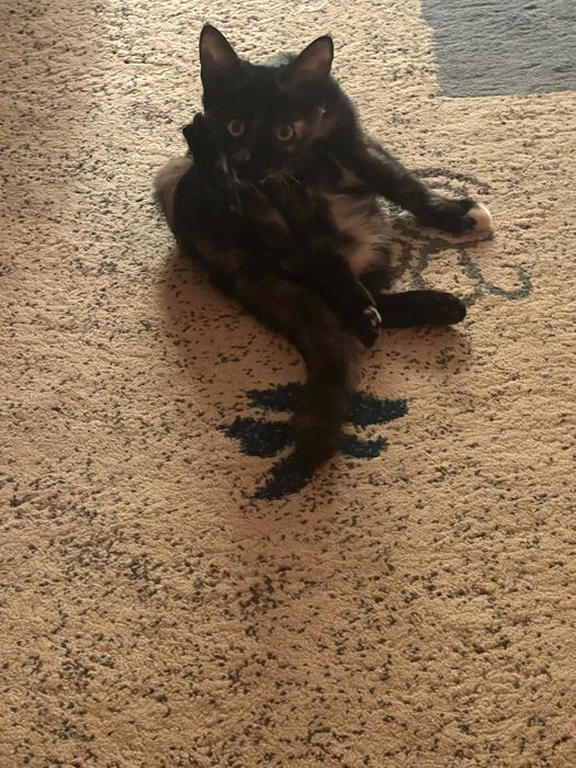 Отдам котенка в добрые руки