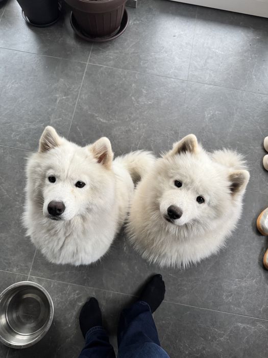 Catelusa Samoyed
