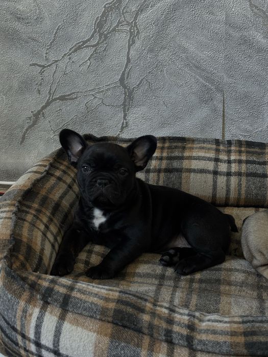 французский бульдог