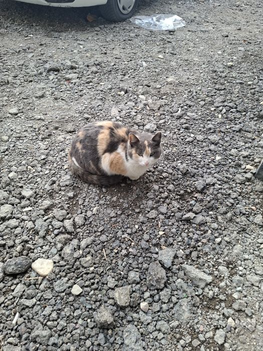 Продаю кошек домашних