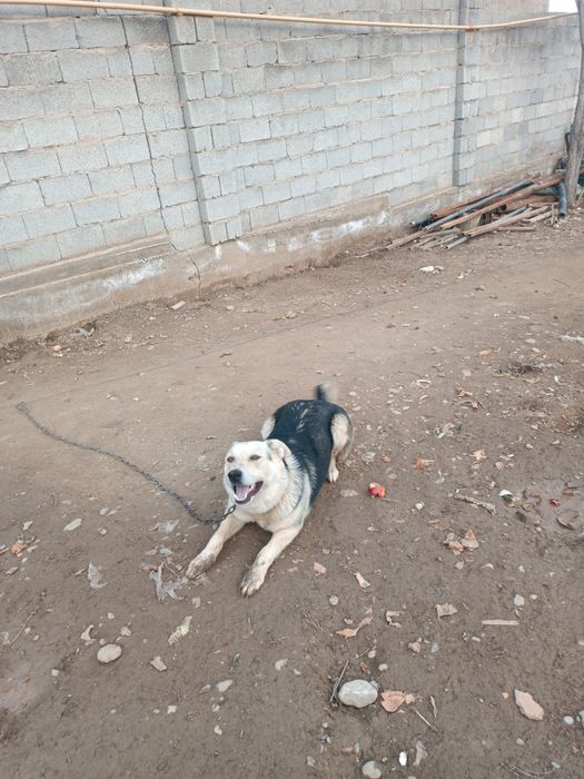 Ит сатылады бір жасар