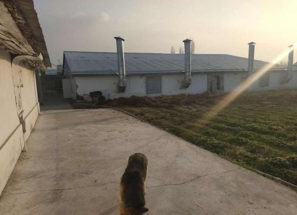 Toshkent tumani Keles Novoi 48 soti joy sotiladi kattej qurishga