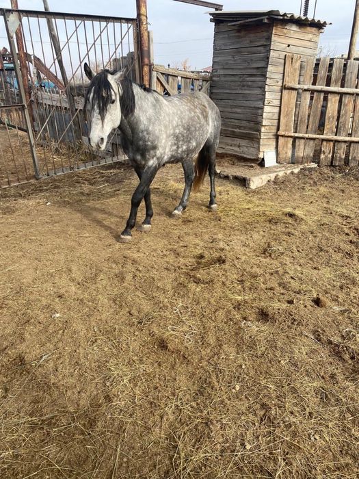 Продам жеребца