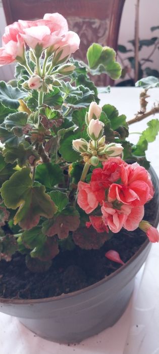 Комнатные растения