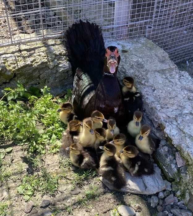 Mii de Flori și Leșești