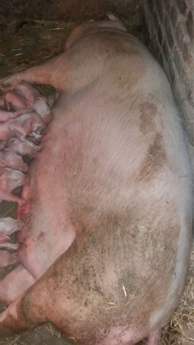 Прасета българска бяла