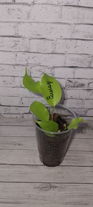 Продам ростки комнатных цветов