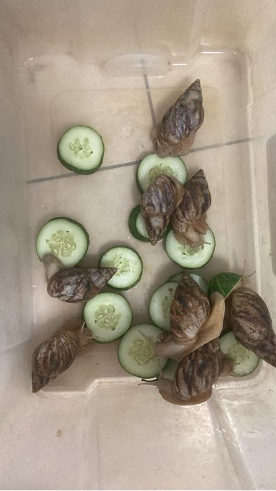 Улитки ахатины косметические