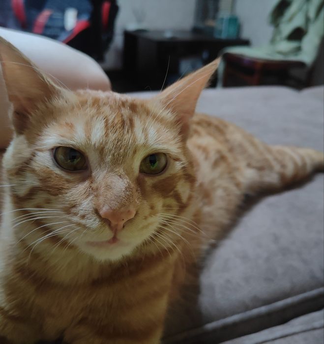 Отдам котов в хорошие руки. Рыжий и серый.