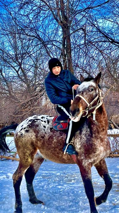 Байшубар  шаухар жылкы