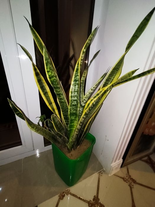 Цветы разные Лилии и другие