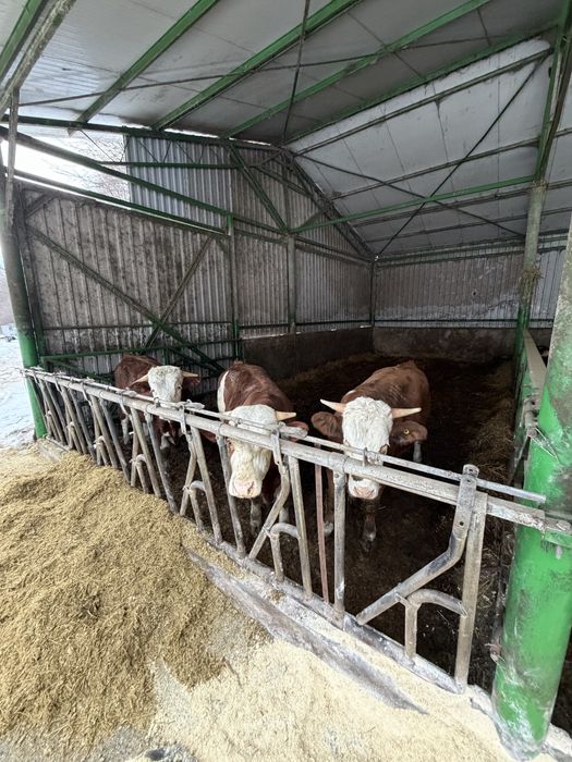 Vand tauri intre 280-400 kg