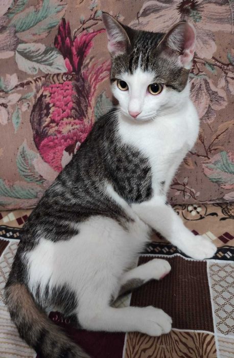 Милые котята в добрые ручки.