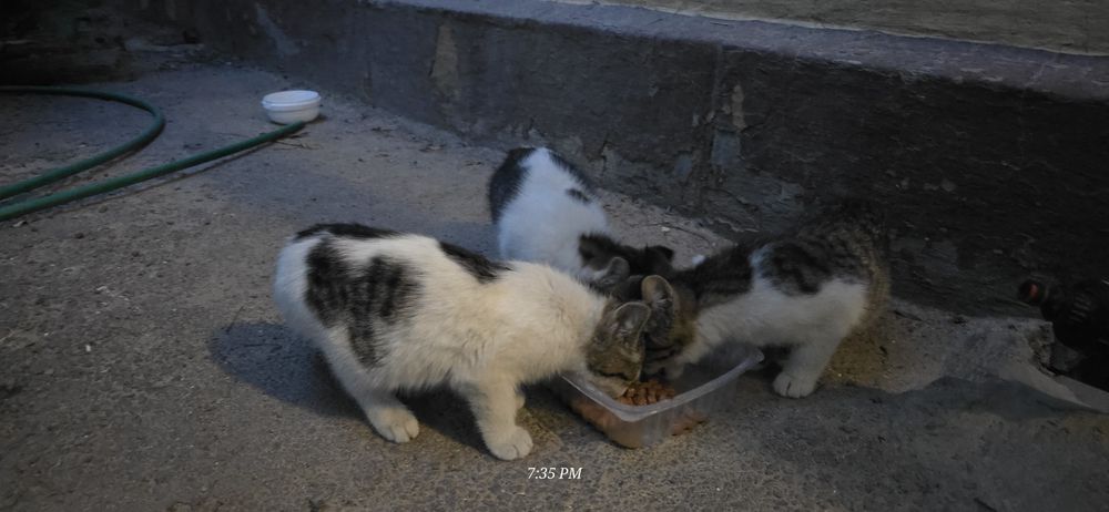 Котята ищут семью.