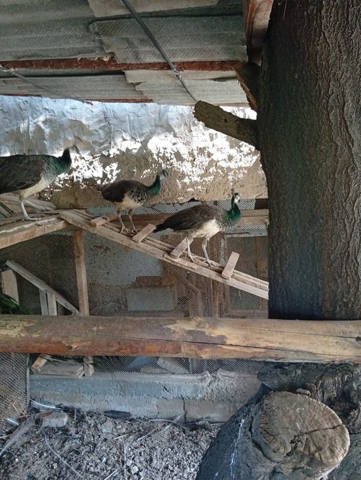 Продаются павлины