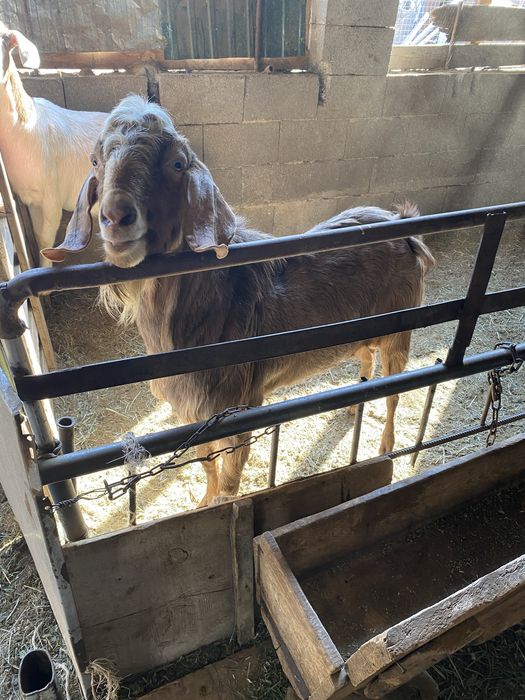 Нубиский теке сатылады