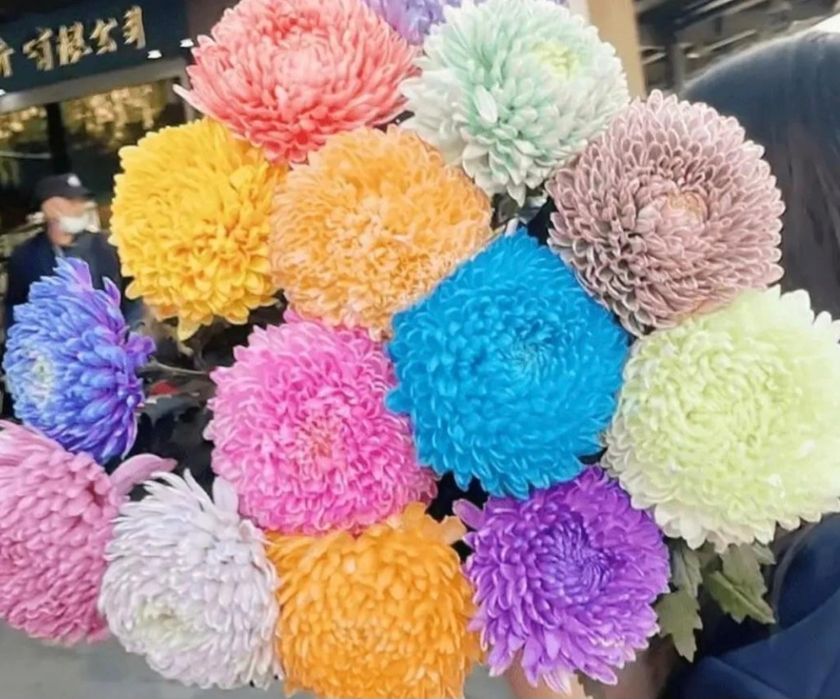 Продажа хризантем

350 тг.