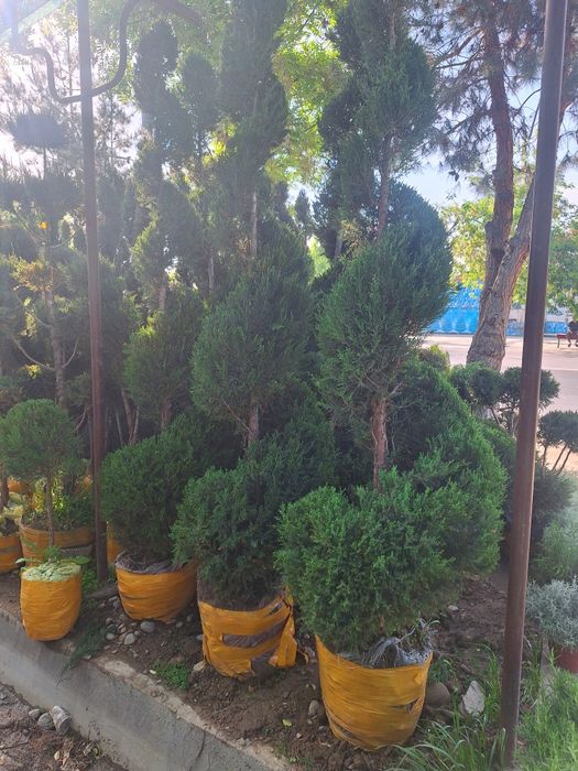 Арчалар, шаклли ва шаклсз.