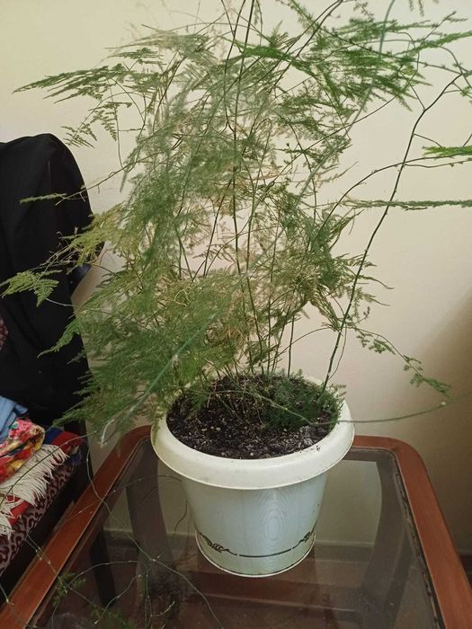 Продается цветок