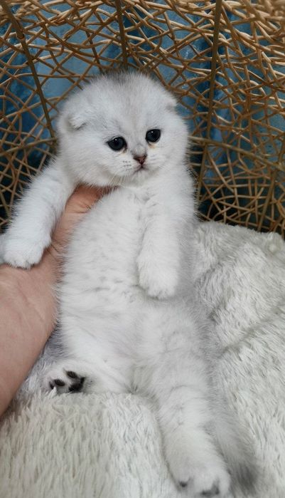 Продаются котята