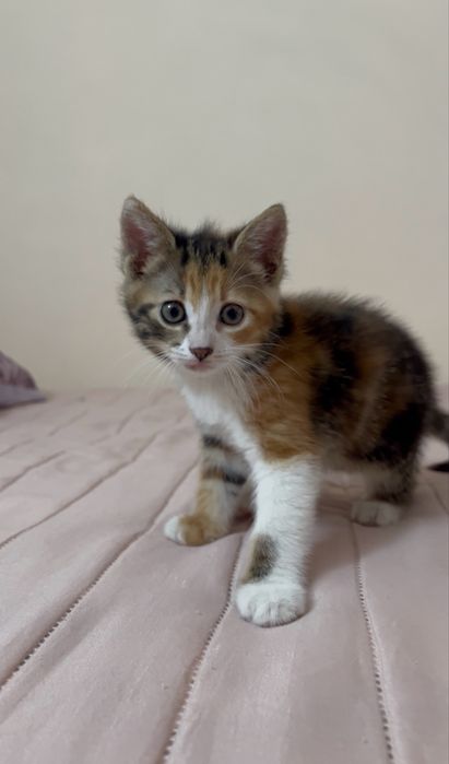 Подарявам котета