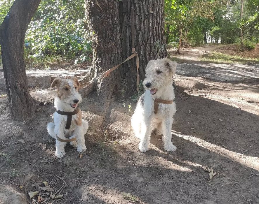 Щенок фокстерьер