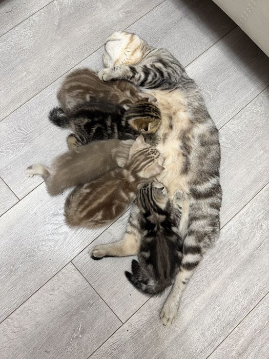 Продам котят шотландские •Скоттиш-фолд