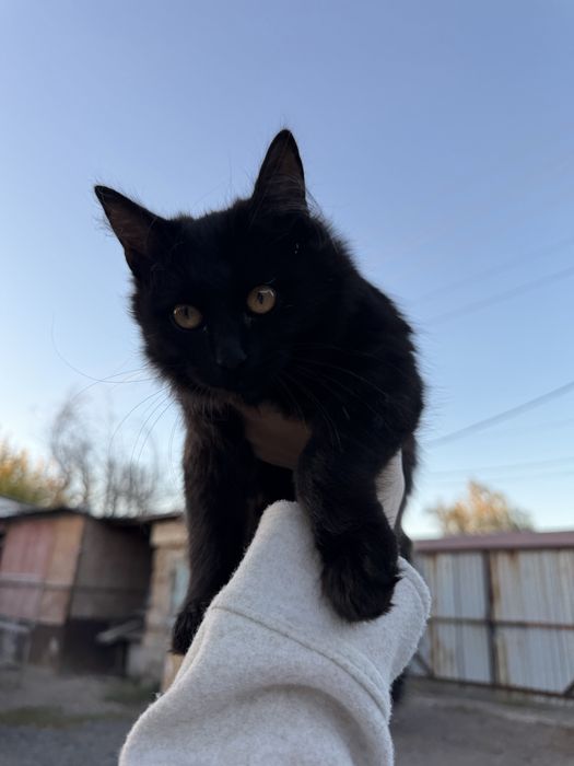 Котенок в добрые руки