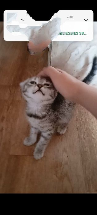 Шотланские 1,5 месяцев .Приучены