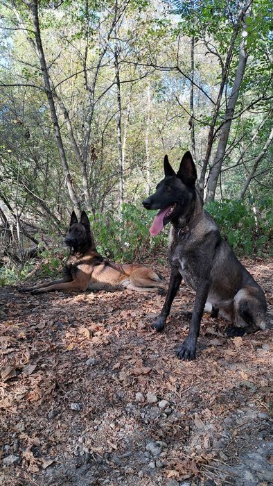 Кученца белгийска овчарка