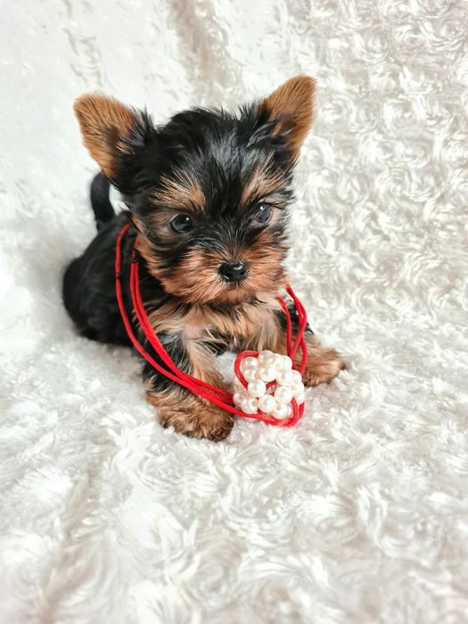 Продам щенков Йорка