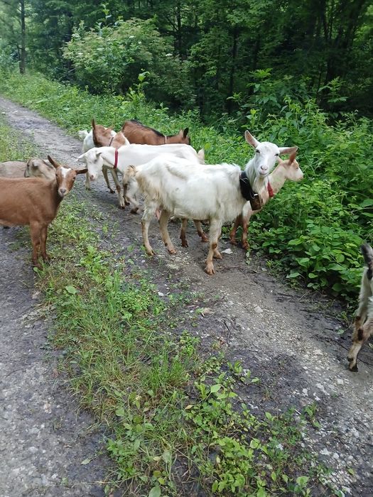 Vând capre cu lapte