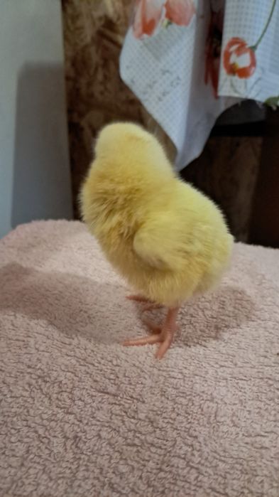 Продам суточных бройлеров!