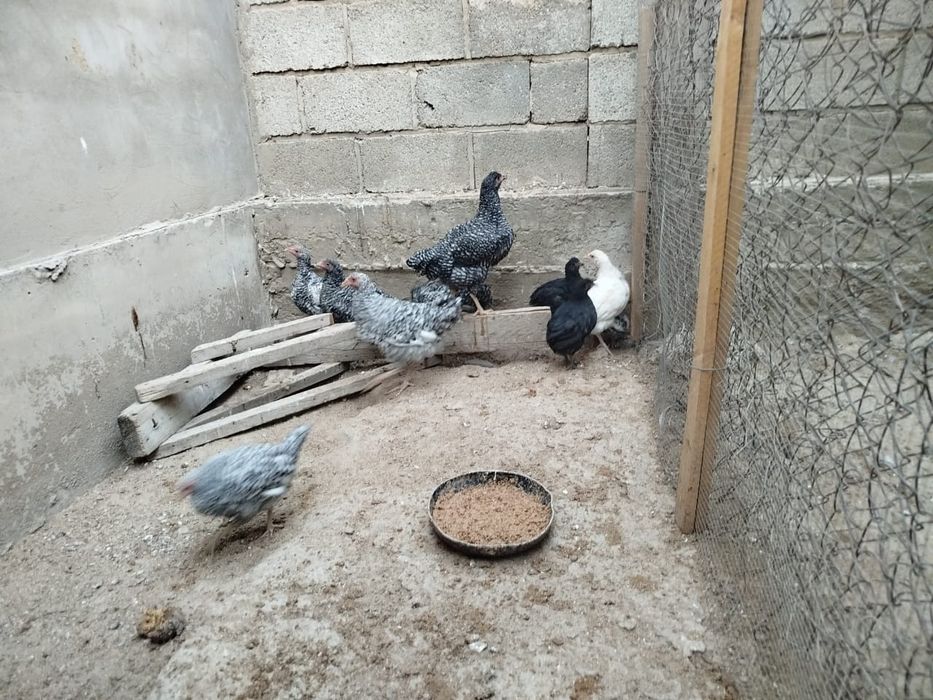 Продаются куры оптом