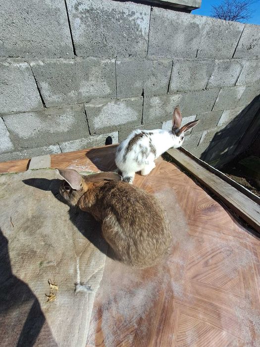 Продавам зайци за разплод