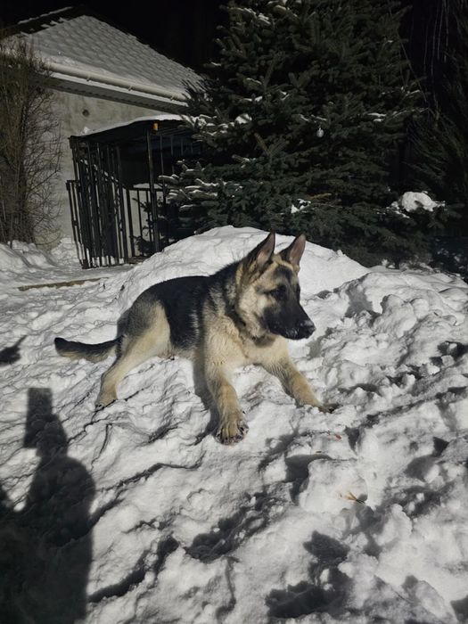 Европейский овчарка сатылады