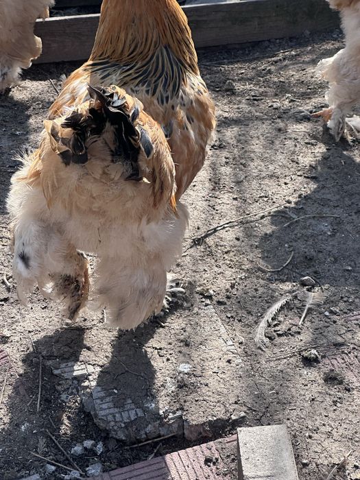 Брама палевая петушки