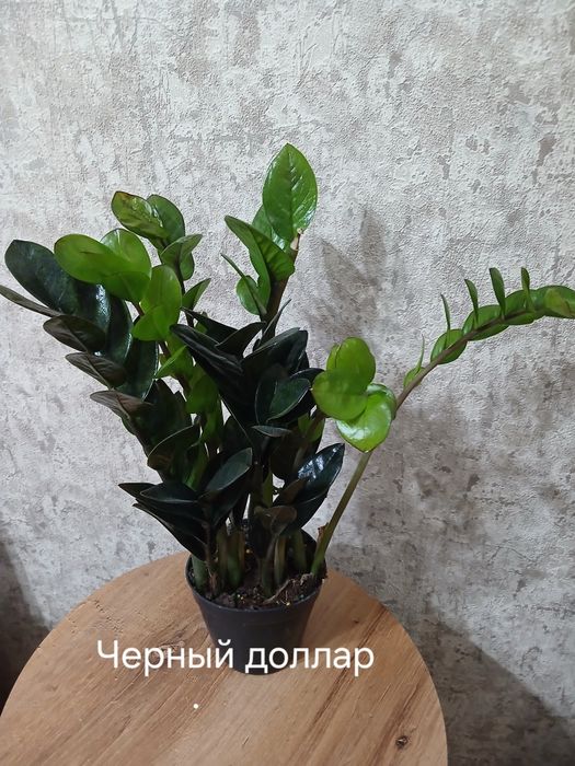 Комнатные растения