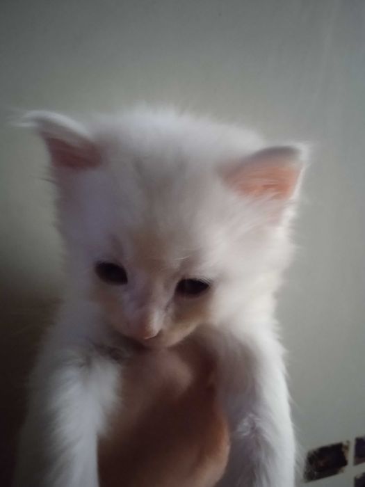 Белые пушистики ангорки, 40 дней.