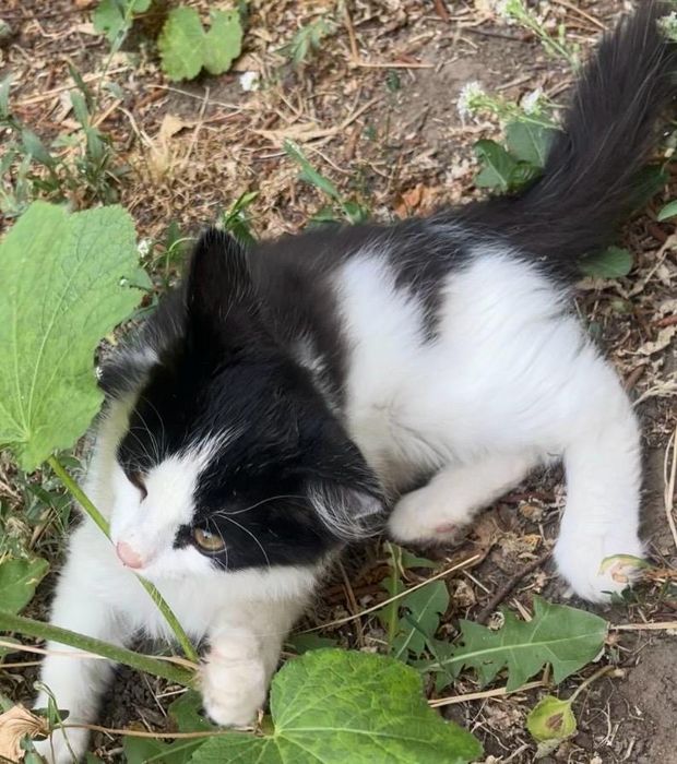 Отдам котенка в добрые руки