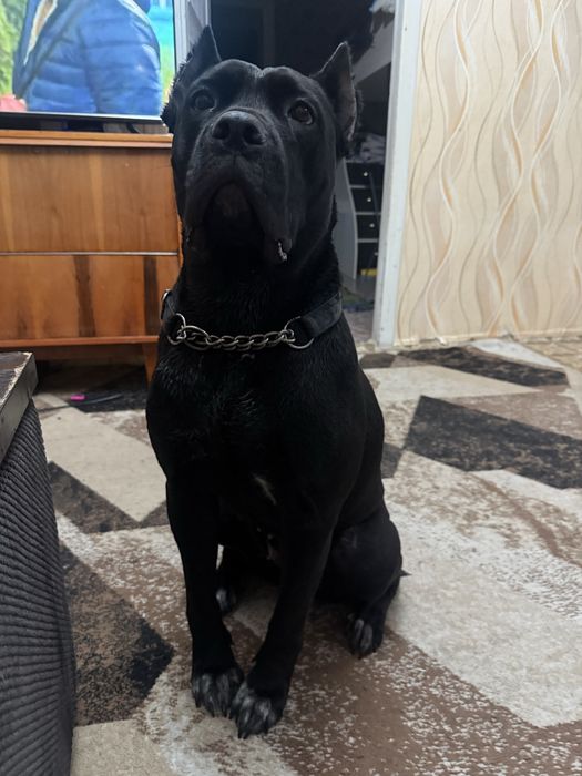 Щенки кане корсо