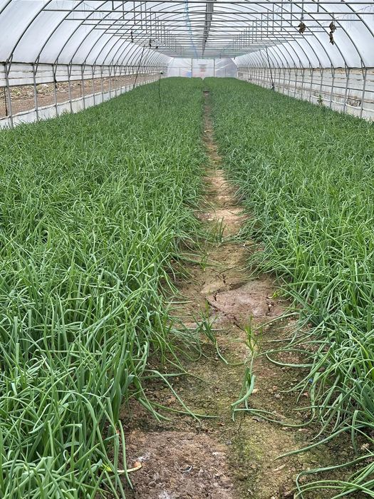 Ceapa verde la kg sau legatura