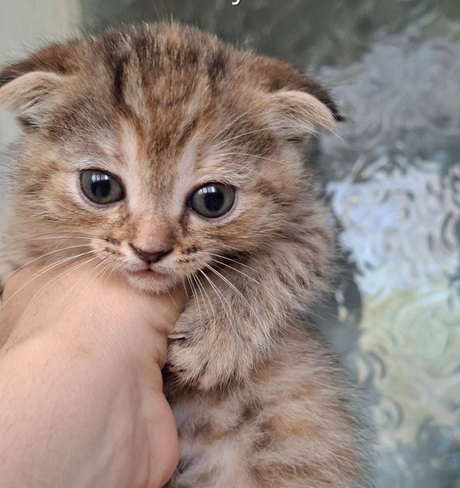 Zotdor mushuk sotiladi