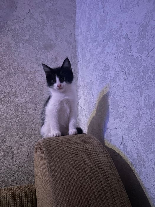 Отдам кошечку в хорошие руки