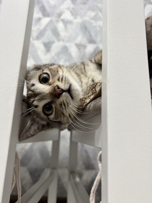 Котенка в добрые руки