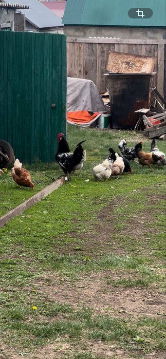 Продам домашних курей