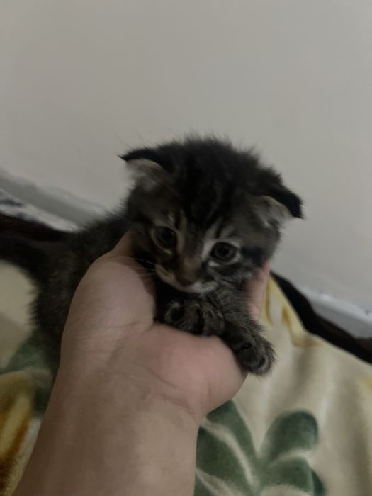 Scotish fold va Scotish strayt