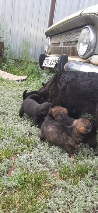 Отдам даром щенят