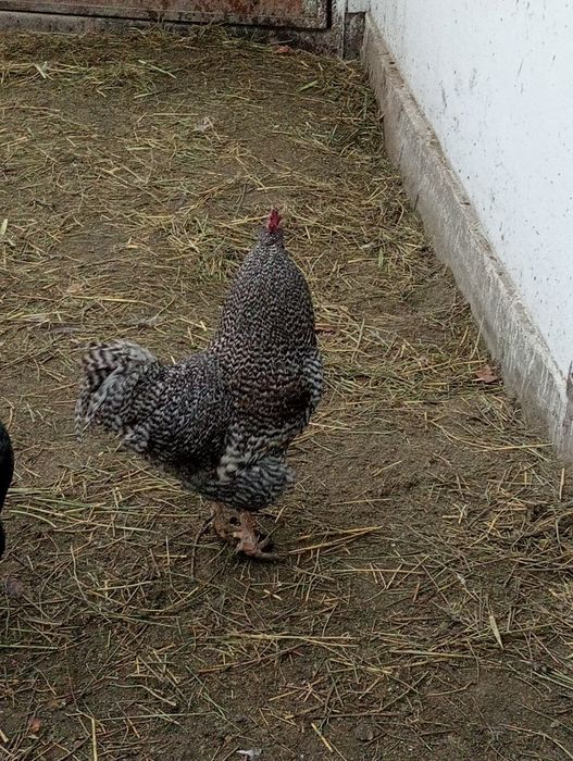 Әтеш сатылады . 5 мың теңге.